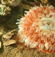 Image result for zeedahlia. Size: 179 x 185. Source: www.omroepzeeland.nl