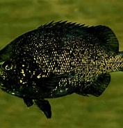 Image result for Hephaestus carbo. Size: 177 x 185. Source: fishesofaustralia.net.au