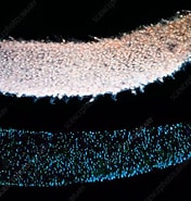 Afbeeldingsresultaten voor Pyrosome Distributie. Grootte: 176 x 185. Bron: www.sciencephoto.com