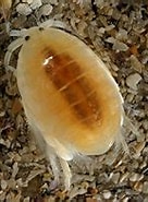 Image result for "urothoe Marina". Size: 136 x 163. Source: www.nature22.com