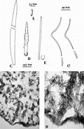 Image result for "clathria Basifixa". Size: 120 x 185. Source: www.researchgate.net