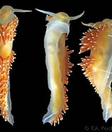 Image result for "coryphella Verrucosa". Size: 158 x 185. Source: www.gastropods.com