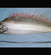 Afbeeldingsresultaten voor Spaanvis rijk. Grootte: 171 x 185. Bron: diertjevandedag.be