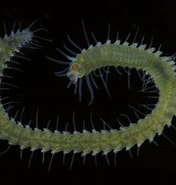 Image result for Syllidae Stam. Size: 176 x 185. Source: www.aphotomarine.com