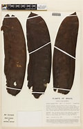 Afbeeldingsresultaten voor Dinizia divae Onderrijk. Grootte: 120 x 185. Bron: plantidtools.fieldmuseum.org