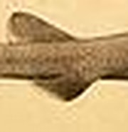 Afbeeldingsresultaten voor Bythaelurus hispidus Familie. Grootte: 180 x 43. Bron: pl.wikipedia.org