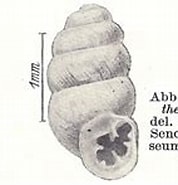 Afbeeldingsresultaten voor Protubulanus theeli geslacht. Grootte: 178 x 108. Bron: zookeys.pensoft.net