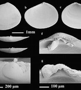 Image result for Taeniogyrus australianus Rijk. Size: 166 x 185. Source: www.researchgate.net