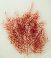 Afbeeldingsresultaten voor "wrangelia Penicillata". Grootte: 163 x 185. Bron: biogeodb.stri.si.edu