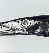 Image result for "gempylus Serpens". Size: 170 x 185. Source: australian.museum