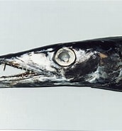 Afbeeldingsresultaten voor "gempylus Serpens". Grootte: 172 x 185. Bron: australian.museum