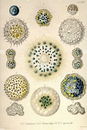Afbeeldingsresultaten voor "Collosphaera Huxleyi". Grootte: 124 x 185. Bron: www.alamy.com