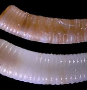 Image result for "caecum Trachea". Size: 179 x 185. Source: www.idscaro.net