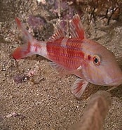Image result for "pseudupeneus Prayensis". Size: 174 x 185. Source: www.inaturalist.org