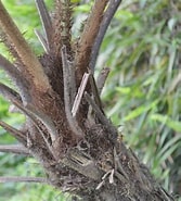 Image result for "stauracantha Spinulosa". Size: 167 x 185. Source: sites.google.com