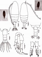 Afbeeldingsresultaten voor "canthocalanus Pauper". Grootte: 137 x 185. Bron: copepodes.obs-banyuls.fr