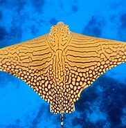 Afbeeldingsresultaten voor adelaarsrog. Grootte: 182 x 185. Bron: duikeninbeeld.tv