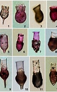 Afbeeldingsresultaten voor "Codonellopsis Obesa". Grootte: 115 x 185. Bron: www.researchgate.net