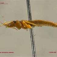Image result for Cimidae Verwante Zoekopdrachten. Size: 187 x 185. Source: www.zoology.ubc.ca