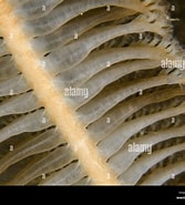 Image result for Pennatulidae. Size: 167 x 185. Source: www.alamy.com