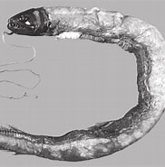Image result for "leptostomias Haplocaulus". Size: 182 x 185. Source: www.researchgate.net