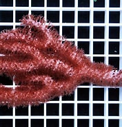 Image result for Plexaurella nutans Order. Size: 177 x 185. Source: www.coral.zone