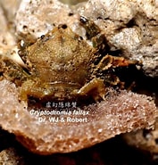 Afbeeldingsresultaten voor "cryptodromia Fallax". Grootte: 177 x 185. Bron: www.marinespecies.org