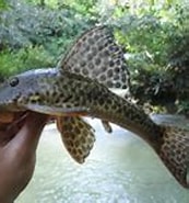 Image result for Dondersiidae. Size: 172 x 130. Source: www.mapress.com