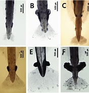 Image result for Aidanosagitta delicata Geslacht. Size: 176 x 185. Source: www.researchgate.net