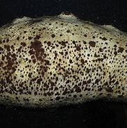 Image result for Holothuria Olivacea. Size: 183 x 178. Source: www.si.edu