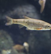 Afbeeldingsresultaten voor Rhynchocypris percnurus. Grootte: 172 x 185. Bron: www.gogo-zoo-aquarium.com