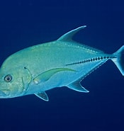 Image result for "caranx Lugubris". Size: 175 x 185. Source: www.ryanphotographic.com