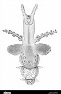 Afbeeldingsresultaten voor "pneumoderma peroni Heterocotylum". Grootte: 120 x 185. Bron: www.alamy.com
