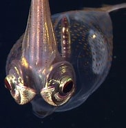 Image result for Galiteuthis glacialis. Size: 183 x 185. Source: www.nationalgeographic.com