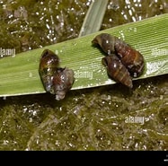 Afbeeldingsresultaten voor Hydrobiidae Habitat. Grootte: 187 x 185. Bron: www.alamy.com