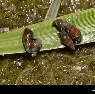Afbeeldingsresultaten voor Hydrobiidae Dieet. Grootte: 188 x 185. Bron: www.alamy.com