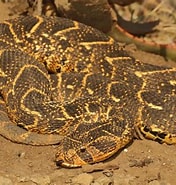 Image result for Puff Adder Genus. Size: 176 x 185. Source: le.kloofconservancy.org.za