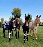 Image result for Bertie County, North Carolina donkey and mule stallions AT Stud. Size: 170 x 185. Source: www.stallionsnow.com