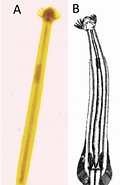 Image result for Eukrohniidae. Size: 120 x 185. Source: econum.github.io