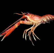 Image result for "metanephrops Sibogae". Size: 189 x 185. Source: www.researchgate.net