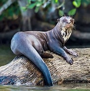 Afbeeldingsresultaten voor Giant Otter Wikipedia. Grootte: 183 x 185. Bron: www.mammalage.com