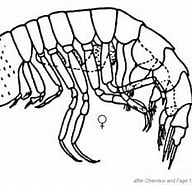 Image result for "paraphronima Crassipes". Size: 192 x 157. Source: sio-legacy.ucsd.edu