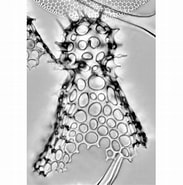Afbeeldingsresultaten voor "lophophaena Hispida". Grootte: 183 x 185. Bron: www.mikrotax.org
