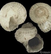 Afbeeldingsresultaten voor Archaeogastropoda. Grootte: 173 x 185. Bron: fishbiosystem.ru