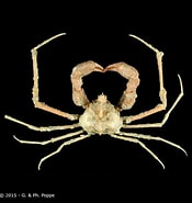 Image result for "inachus Dorsettensis". Size: 175 x 185. Source: www.crustaceology.com