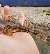 Image result for Myoxocephalus scorpioides Stam. Size: 169 x 185. Source: www.roughfish.com