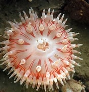 Afbeeldingsresultaten voor zeedahlia Habitat. Grootte: 179 x 185. Bron: duikplaats.net