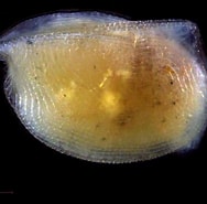 Image result for "mikroconchoecia Curta". Size: 188 x 185. Source: www.marinespecies.org