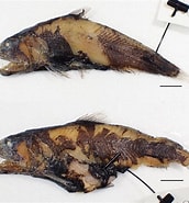 Image result for Coccorella atrata. Size: 172 x 185. Source: www.researchgate.net