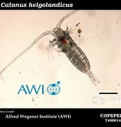 Afbeeldingsresultaten voor Calanus helgolandicus. Grootte: 176 x 185. Bron: www.st.nmfs.noaa.gov